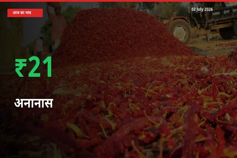 तेज़ तेजी! मंडी में अनानास के दाम 20.8% चढ़े