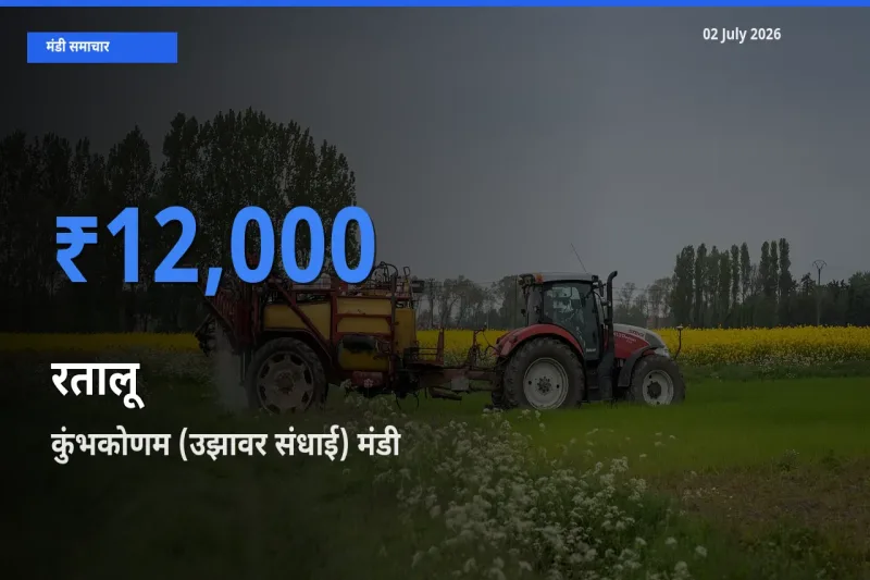 कुंभकोणम (उझावर संधाई) मंडी में रतालू ₹12,000 पर पहुँचा – आज का सर्वोच्च भाव