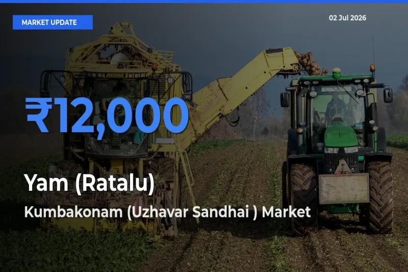 Kumbakonam (Uzhavar Sandhai ) Tops Yam (Ratalu) Mandi Rates Today