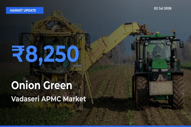 Vadaseri APMC Records Highest ₹8,250 Rate for Onion Green