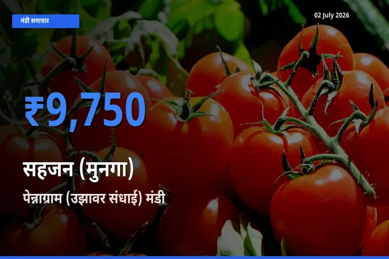 पेन्नाग्राम (उझावर संधाई) मंडी में आज सहजन (मुनगा) के सबसे ऊँचे दाम दर्ज