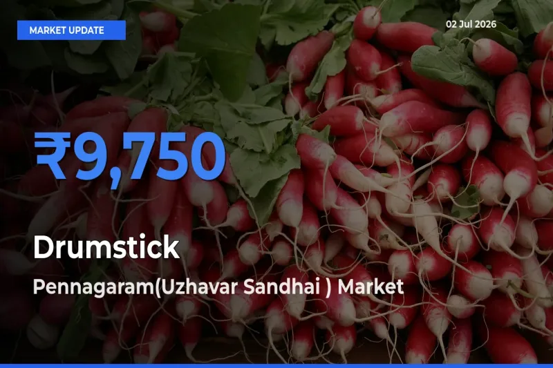Pennagaram(Uzhavar Sandhai ) Emerges as Top Mandi for Drumstick Prices Today