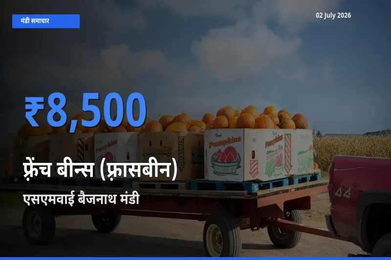 किसानों की पसंद बना एसएमवाई बैजनाथ, फ़्रेंच बीन्स (फ़्रासबीन) के सबसे अच्छे दाम