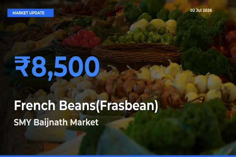 SMY Baijnath Tops French Beans(Frasbean) Mandi Rates Today