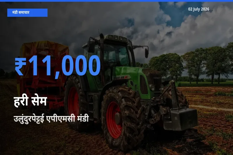 उलुंदुरपेट्टई एपीएमसी मंडी में हरी सेम ₹11,000 पर पहुँचा – आज का सर्वोच्च भाव