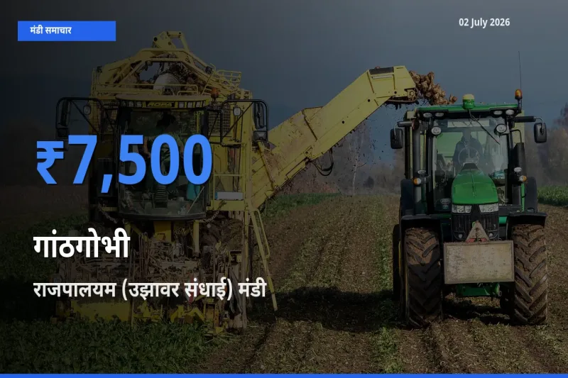 आज का मंडी भाव: गांठगोभी के सबसे ज़्यादा दाम राजपालयम (उझावर संधाई) में