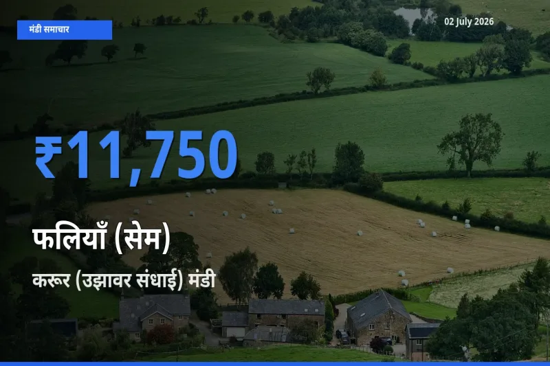 टॉप मंडी बना करूर (उझावर संधाई)! फलियाँ (सेम) के सबसे ऊँचे दाम यहीं दर्ज