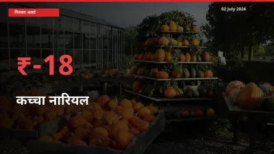 तेज़ गिरावट! मंडी में कच्चा नारियल के दाम 18.23% लुढ़के