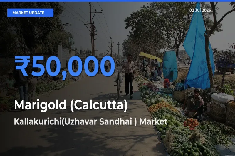 Kallakurichi(Uzhavar Sandhai ) Offers ₹50,000 – Highest Marigold (Calcutta) Rate Today