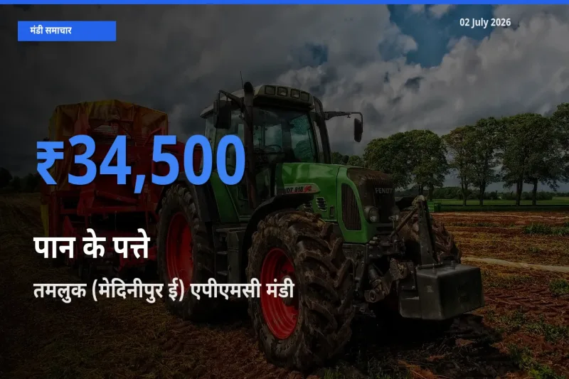 आज पान के पत्ते के सबसे ज़्यादा दाम तमलुक (मेदिनीपुर ई) एपीएमसी मंडी में दर्ज