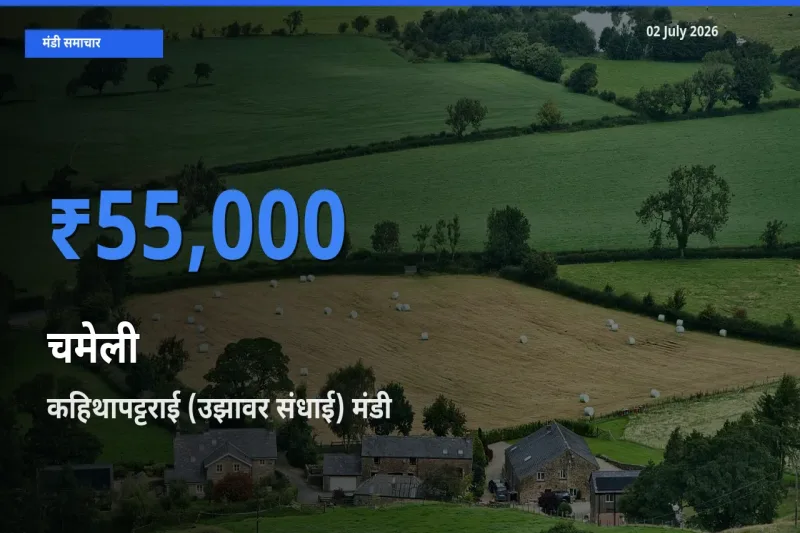 आज चमेली के सबसे ज़्यादा दाम कहिथापट्टराई (उझावर संधाई) मंडी में दर्ज
