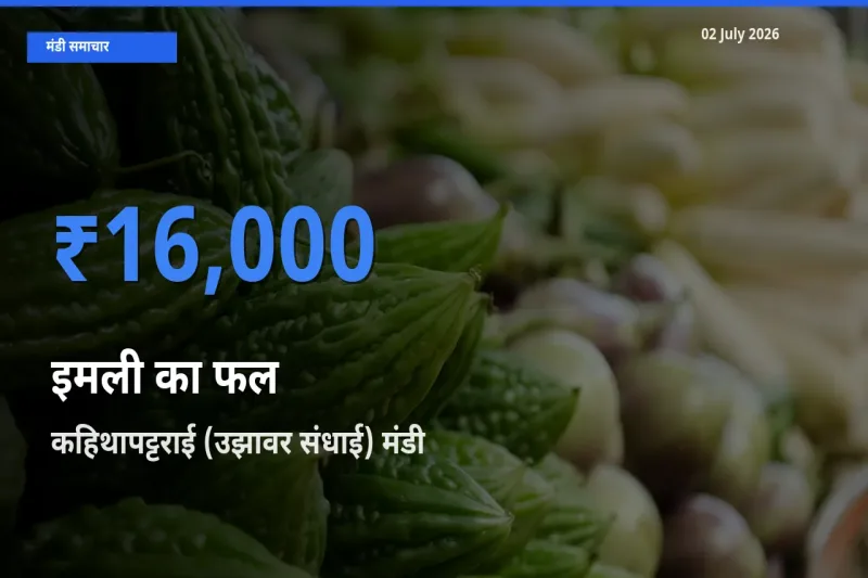 आज इमली का फल के सबसे ज़्यादा दाम कहिथापट्टराई (उझावर संधाई) मंडी में दर्ज