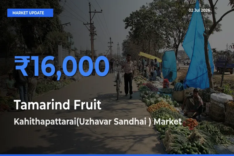 Kahithapattarai(Uzhavar Sandhai ) Records Highest ₹16,000 Rate for Tamarind Fruit