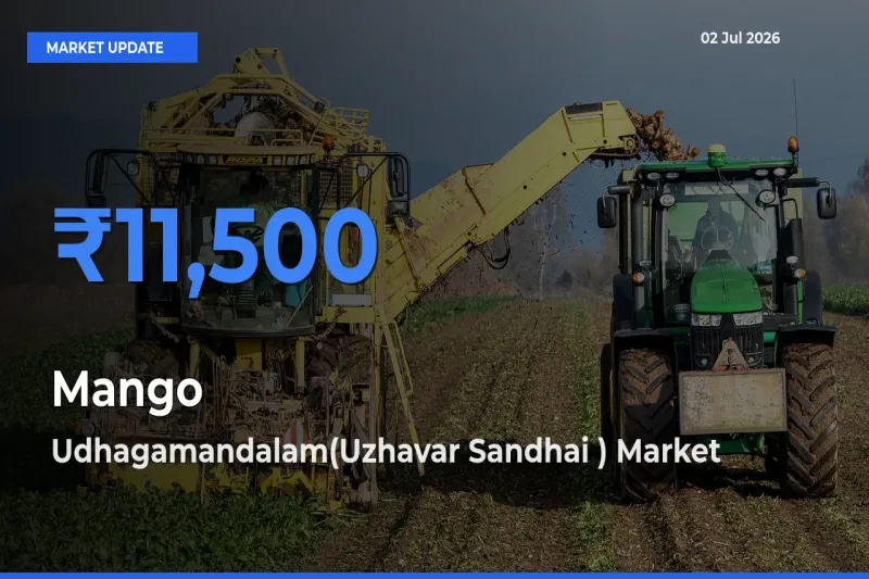 Udhagamandalam(Uzhavar Sandhai ) Leads as Top Mandi for Mango Prices