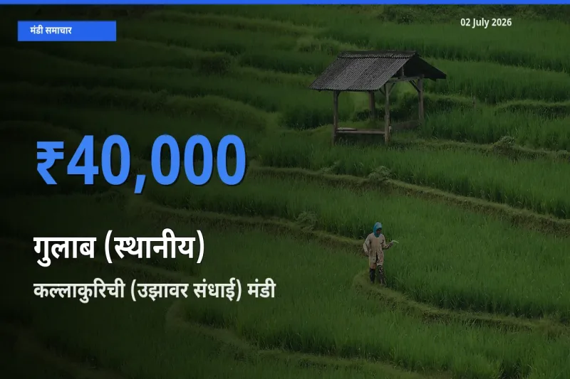 किसानों की पसंद बना कल्लाकुरिची (उझावर संधाई), गुलाब (स्थानीय) के सबसे अच्छे दाम