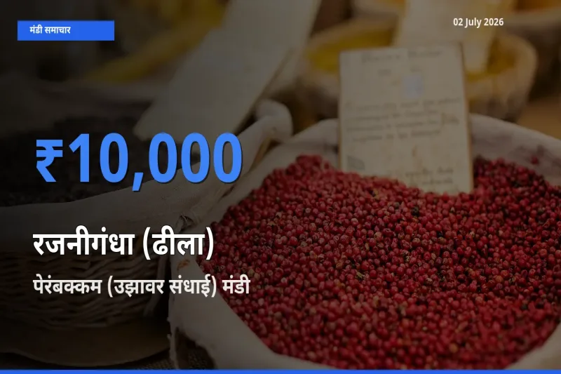 बाज़ार संकेत: पेरंबक्कम (उझावर संधाई) बना रजनीगंधा (ढीला) के लिए आज की टॉप मंडी