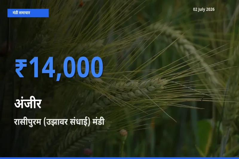 रासीपुरम (उझावर संधाई) मंडी में अंजीर ₹14,000 पर पहुँचा – आज का सर्वोच्च भाव