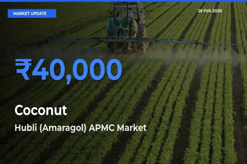 Hubli (Amaragol) APMC Tops Coconut Mandi Rates Today