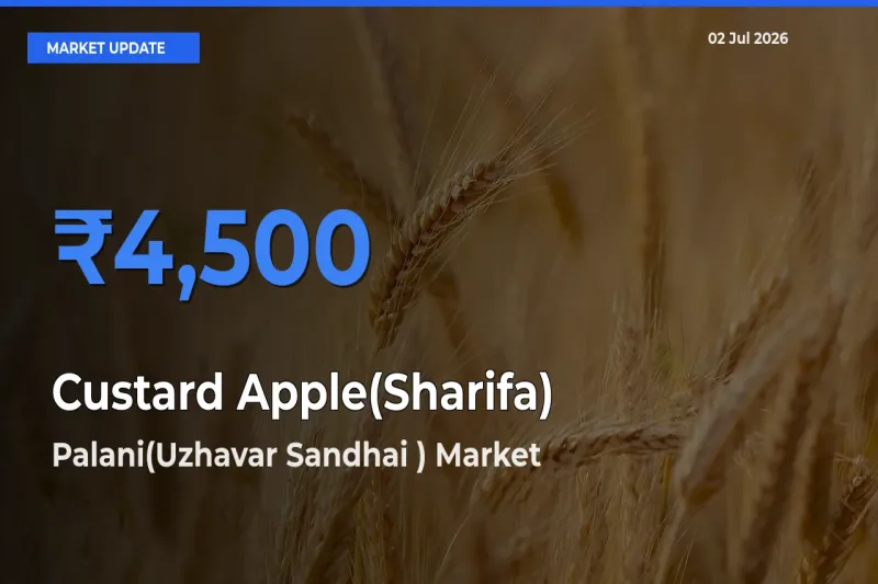 Palani(Uzhavar Sandhai ) Records Highest ₹4,500 Rate for Custard Apple(Sharifa)