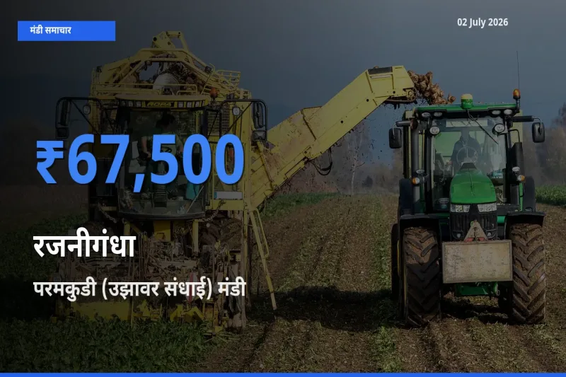 परमकुडी (उझावर संधाई) मंडी में आज रजनीगंधा के सबसे ऊँचे दाम दर्ज