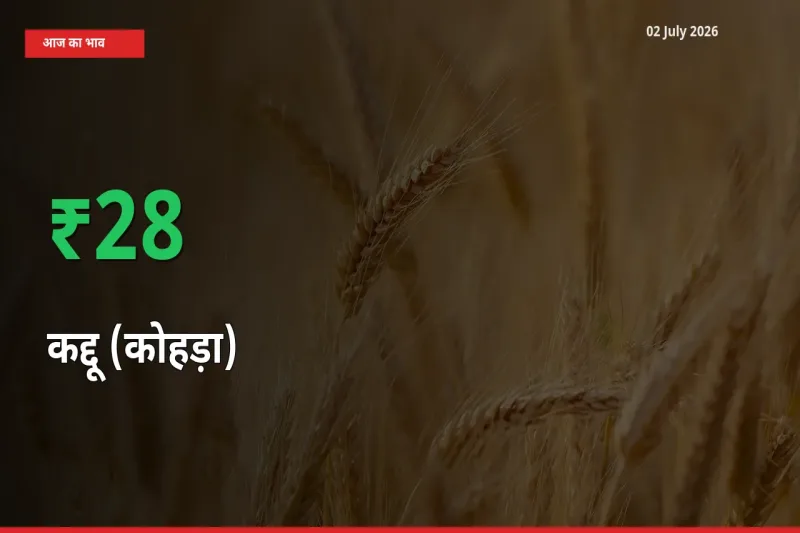 अचानक तेजी! मंडी में कद्दू (कोहड़ा) के दाम 27.92% चढ़े