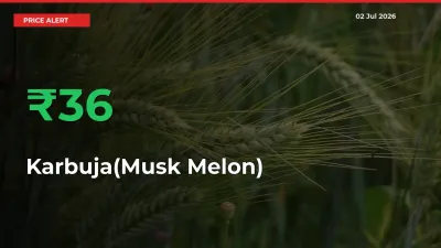 Karbuja(Musk Melon) Prices Rise 35.67% in a Day at Major Mandis