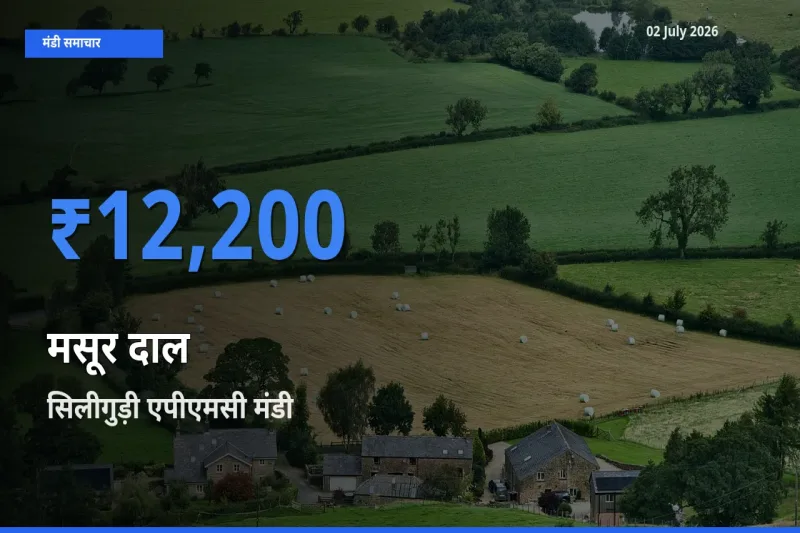 02 July अपडेट: मसूर दाल के सबसे ऊँचे दाम सिलीगुड़ी एपीएमसी मंडी में