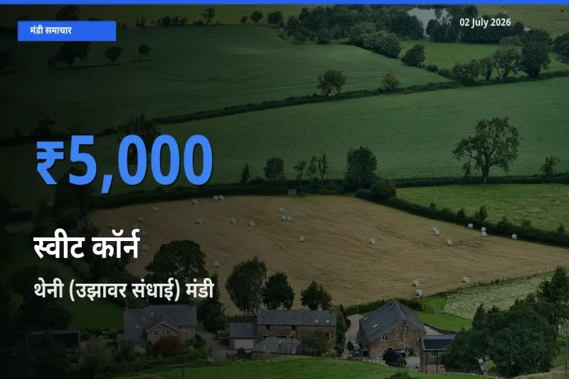 आज स्वीट कॉर्न के सबसे ज़्यादा दाम थेनी (उझावर संधाई) मंडी में दर्ज