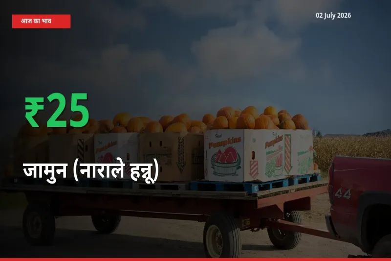 किसानों के लिए खुशखबरी! स्थानीय मंडी में जामुन (नाराले हन्नू) 24.84% उछला
