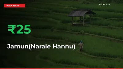 Sharp Jump! Jamun(Narale Hannu) Prices Climb 24.84% in 24 Hours at Key Mandis