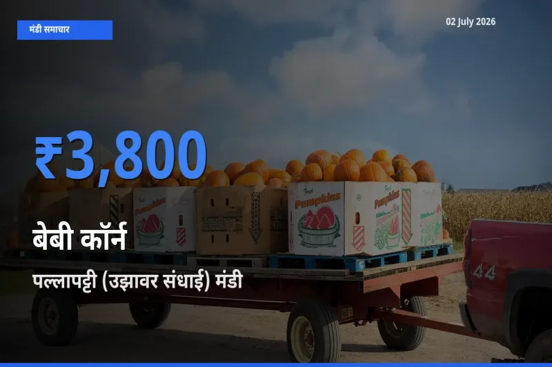टॉप मंडी बना पल्लापट्टी (उझावर संधाई)! बेबी कॉर्न के सबसे ऊँचे दाम यहीं दर्ज