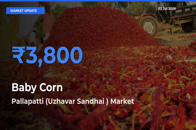 Baby Corn Mandi Rate Today: Pallapatti (Uzhavar Sandhai ) Tops the List