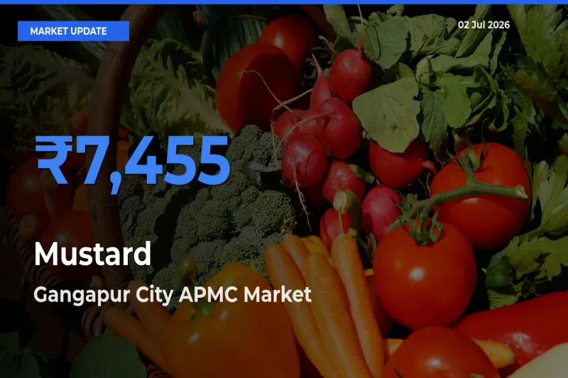 Gangapur City APMC Leads as Top Mandi for Mustard Prices