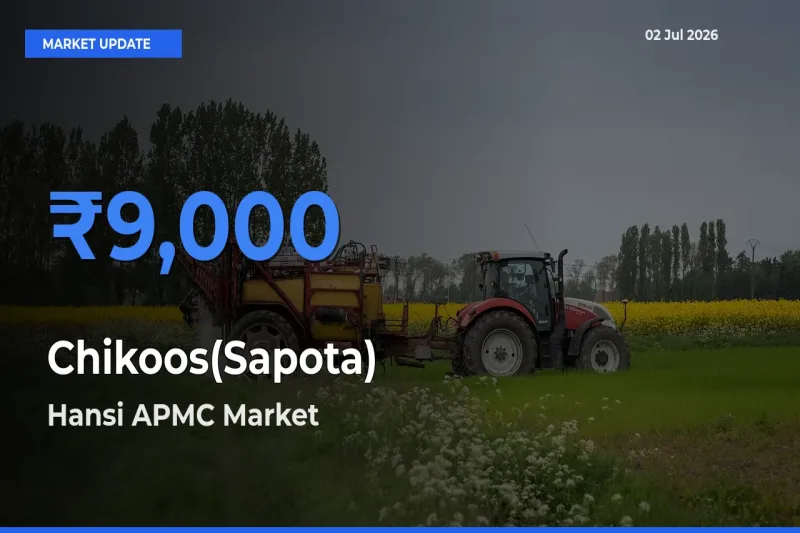 Hansi APMC Emerges as Top Mandi for Chikoos(Sapota) Prices Today