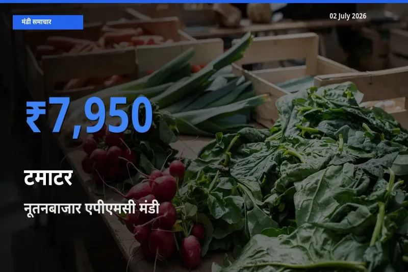 नूतनबाजार एपीएमसी मंडी में टमाटर ₹7,950 पर पहुँचा – आज का सर्वोच्च भाव