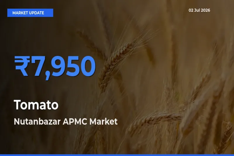 Farmers Prefer Nutanbazar APMC as Tomato Hits Highest Rate