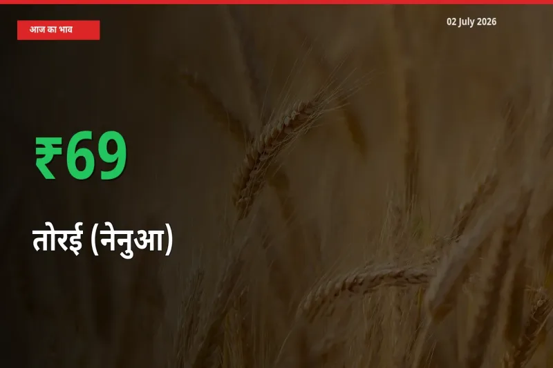 तेज़ तेजी! मंडी में तोरई (नेनुआ) के दाम 69.2% चढ़े