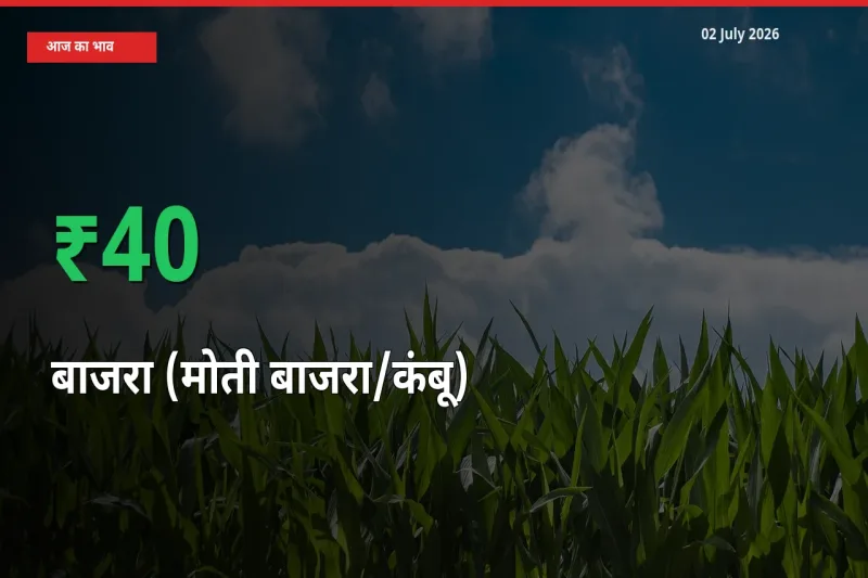 स्थानीय मंडी में बाजरा (मोती बाजरा/कंबू) के दाम अचानक 39.97% उछले, किसान सतर्क