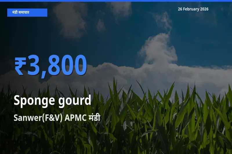 Sanwer(F&V) APMC में Sponge gourd का आज सबसे ऊँचा भाव