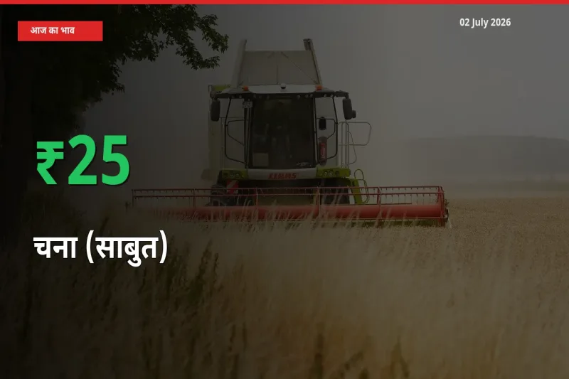 तेज़ तेजी! मंडी में चना (साबुत) के दाम 25.18% चढ़े