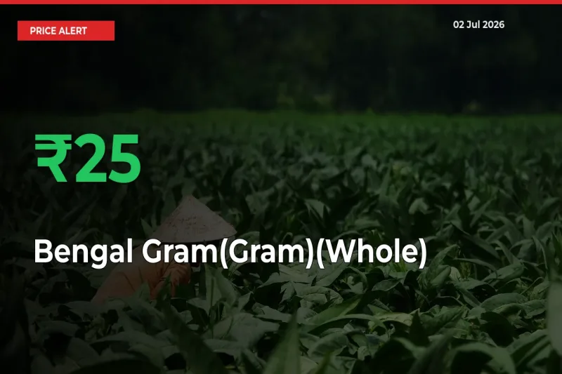 Big Rally! Bengal Gram(Gram)(Whole) Climbs 25.18% in 24 Hours at Top Mandis