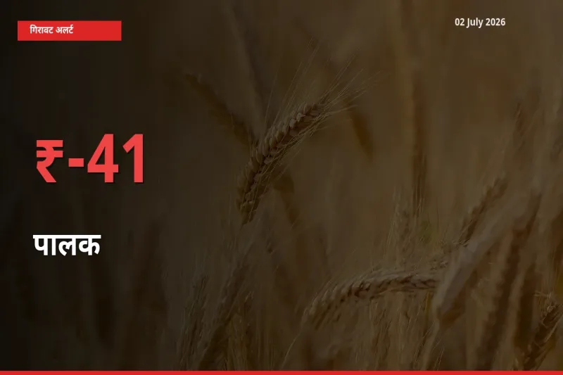 बाज़ार संकेत: पालक के भाव मंडी में 41.27% नीचे