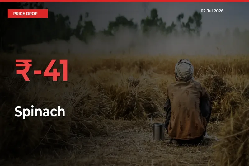 This Mandi Records 41.27% Fall in Spinach Prices