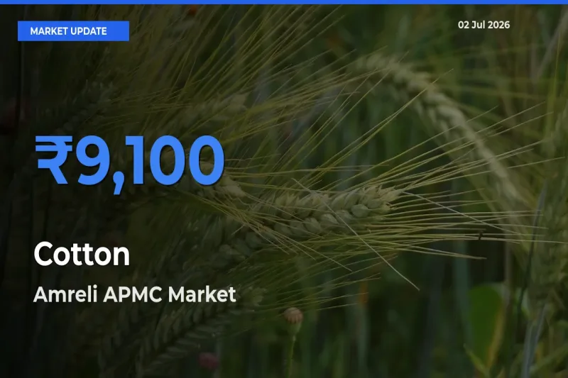 Amreli APMC Offers ₹9,100 – Highest Cotton Rate Today