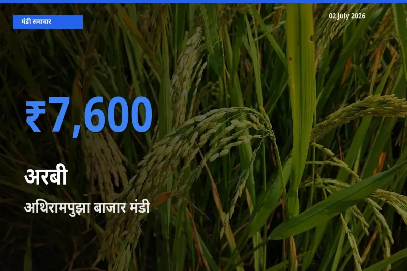 आज अरबी के सबसे ऊँचे दाम ₹7,600 अथिरामपुझा बाजार मंडी में