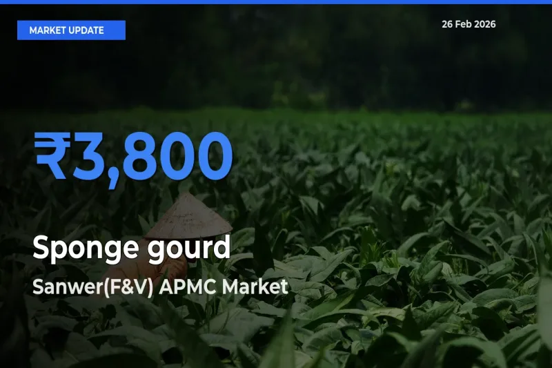 Sanwer(F&V) APMC Tops Sponge gourd Mandi Rates Today
