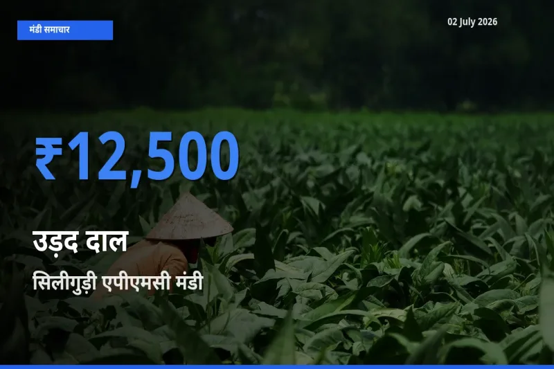 आज उड़द दाल के सबसे ज़्यादा दाम सिलीगुड़ी एपीएमसी मंडी में दर्ज