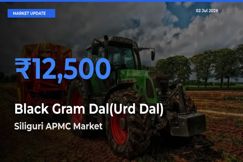 Siliguri APMC Records Highest ₹12,500 Rate for Black Gram Dal(Urd Dal)