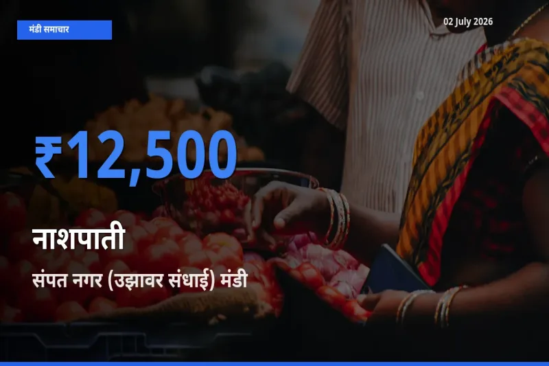 बाज़ार संकेत: संपत नगर (उझावर संधाई) बना नाशपाती के लिए आज की टॉप मंडी