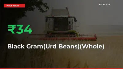 34.45% Spike in Black Gram(Urd Beans)(Whole) Prices – Mandi Sees Sudden Rally